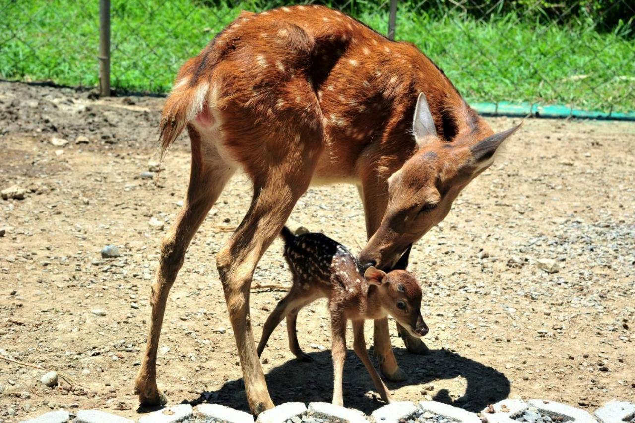 Howard Beach Resort Kenting Exterior foto A sambar deer with its fawn