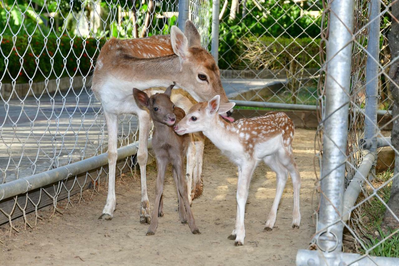 Howard Beach Resort Kenting Exterior foto Fallow deer