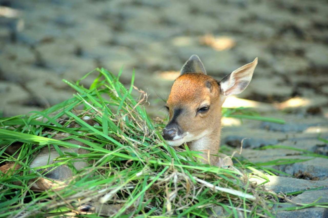 Howard Beach Resort Kenting Exterior foto A young bison